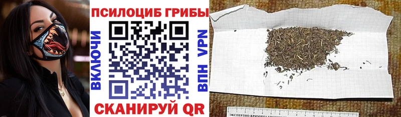 Псилоцибиновые грибы Cubensis  Белорецк 